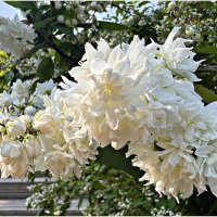 Цветущая дейция. :: Валерия Комова Цветущая дейция. :: Валерия Комова