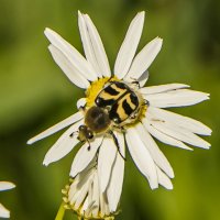 Букашка. :: Петр Беляков Букашка. :: Петр Беляков