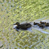 Утиный выводок :: Рита Симонова