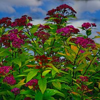 Цветение :: Владимир Кроливец