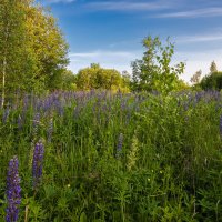 Вечерний пейзаж в поле :: Александр Синдерёв