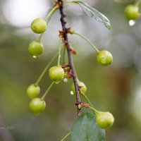 Вишнёвая ветка после дождя :: Александр Синдерёв