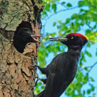гнездо черного дятла :: gawrilа - dan гнездо черного дятла :: gawrilа - dan