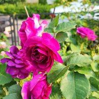 ,,, :: Сергей Тимоновский