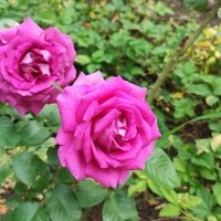 ,,, :: Сергей Тимоновский