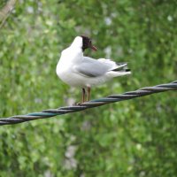 Чайка над рекой... :: Мария Васильева