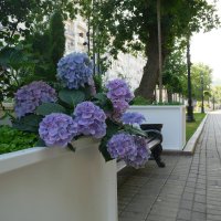 На Чистопрудном бульваре. :: Лютый Дровосек