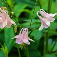 Балеринки-аквилегии :: Светлана 