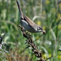 Серая славка :: Зоя Мишина