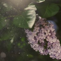 сирень :: Андрей Выровой