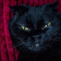 Хозяин в доме :: Тамара Федорова