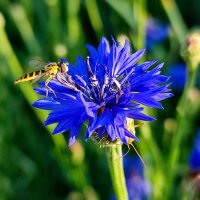 Ах! Лето! :: Валентина Богатко 