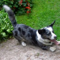 Чак на даче. :: Ольга Довженко