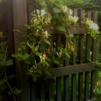 Калитка и жимолость :: Наталья 