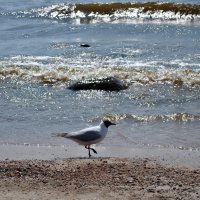 "А у моря, у синего моря Со мною ты, рядом со мною.." :: AleksSPb Лесниченко