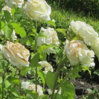 Роза Эльф плетистая :: Дмитрий Никитин