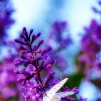 Вечерняя сирень :: Павел Трунцев Вечерняя сирень :: Павел Трунцев