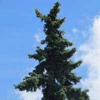 Зелень в лазури :: Дмитрий Никитин Зелень в лазури :: Дмитрий Никитин