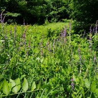 Заповедник. :: Tata Wolf Заповедник. :: Tata Wolf