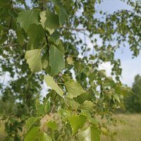 Белая березонька. :: Pippa 