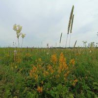 Степное разнотравье. :: Pippa 