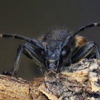 . :: Игорь Осипов