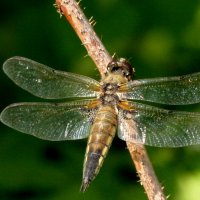 из снятого вчера 1 :: Александр Прокудин из снятого вчера 1 :: Александр Прокудин