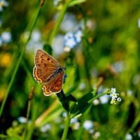 из снятого вчера 2 :: Александр Прокудин