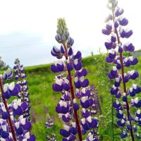 Люпин :: Сапсан 