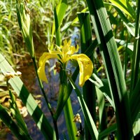 Время ирисов :: Veera V