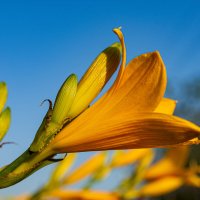 Лилия :: Петр 