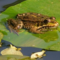 Царевна-лягушка :: Лина Царевна-лягушка :: Лина