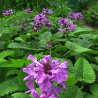 Буквица цветёт :: Людмила Смородинская