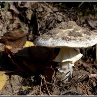 Лучше не трогать... :: Aleksandr Gal