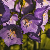 Колокольчики звенят. :: Петр Беляков