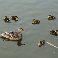 Утиный выводок :: Рита Симонова