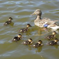 Утиный выводок :: Рита Симонова