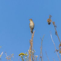 похоже славка :: юрий макаров