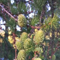 Цветение хвойных :: Svetlana 