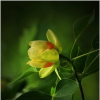 ТЮЛЬПАН... :: Elvira E. 