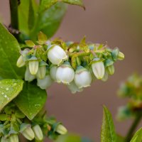 Цветение голубики :: Александр Синдерёв
