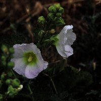 Красиво! :: Юрий Гайворонскiий