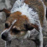 Больная собачка :: Юрий Гайворонскiий