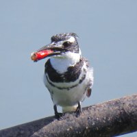 Малый пегий зимородок с уловом. :: Николай Волков Малый пегий зимородок с уловом. :: Николай Волков