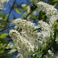 Заросли черёмухи :: Наталия Григорьева