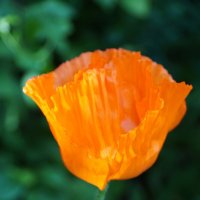 Мак :: Наталия Григорьева