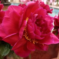 Выставка пионов в ГУМе :: Татьяна Тюменка