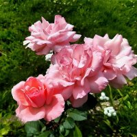 Розовая красота! :: Нина Андронова