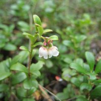 Припозднилась :: Anna Ivanova