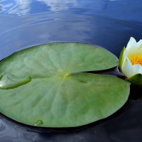 ЛИЛИЯ :: Татьяна Касьяненко